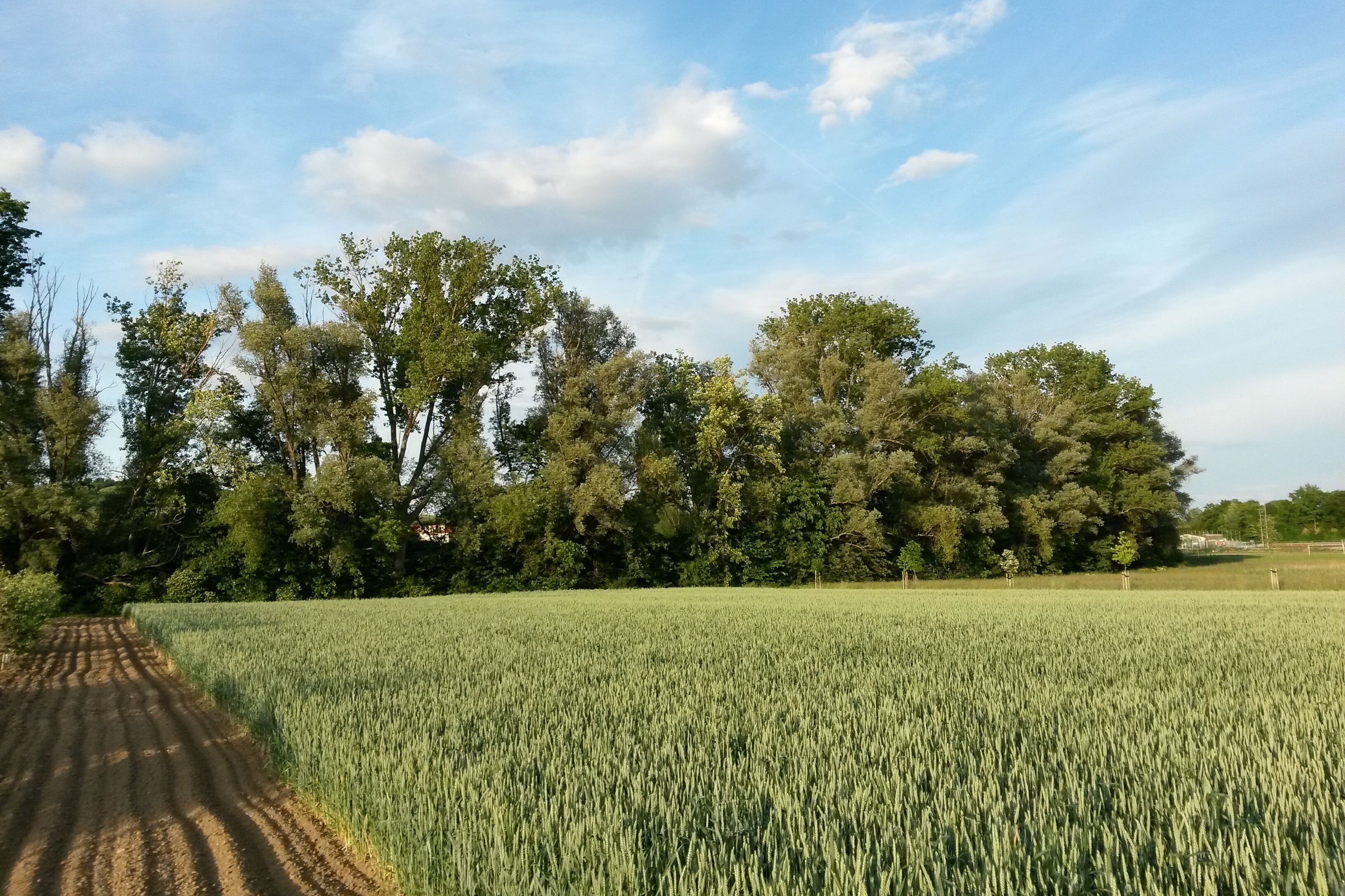 A vast wheat field with a dirt path leading through it, surrounded by dense trees under a partly cloudy sky.