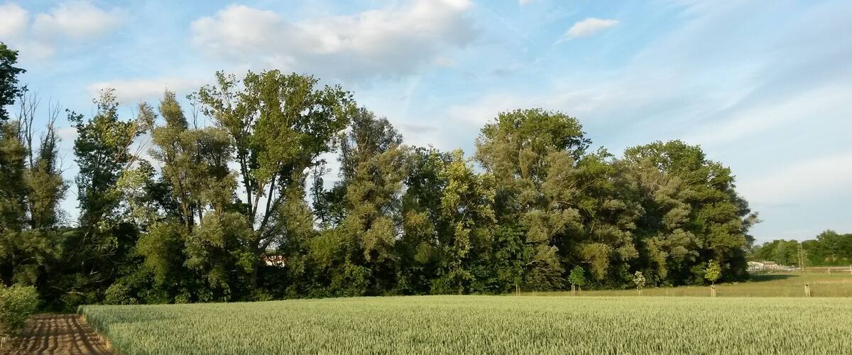 A vast wheat field with a dirt path leading through it, surrounded by dense trees under a partly cloudy sky.