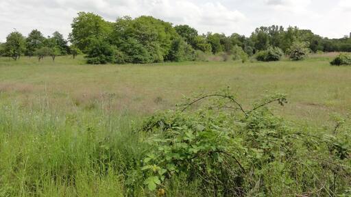 (NSG:RP-339081)_Sandgrube am Weilersberg