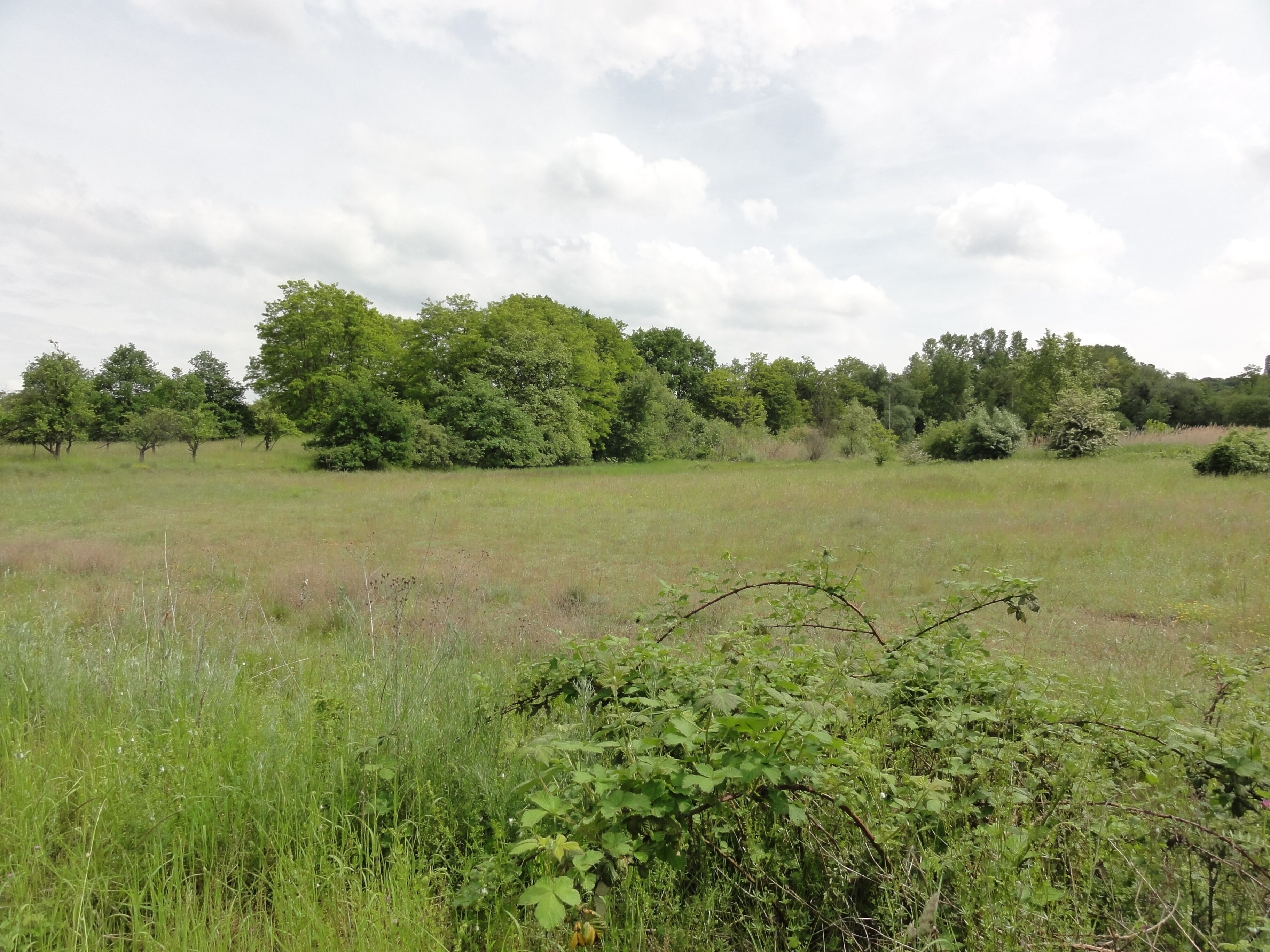 A grassy field with scattered trees and bushes.