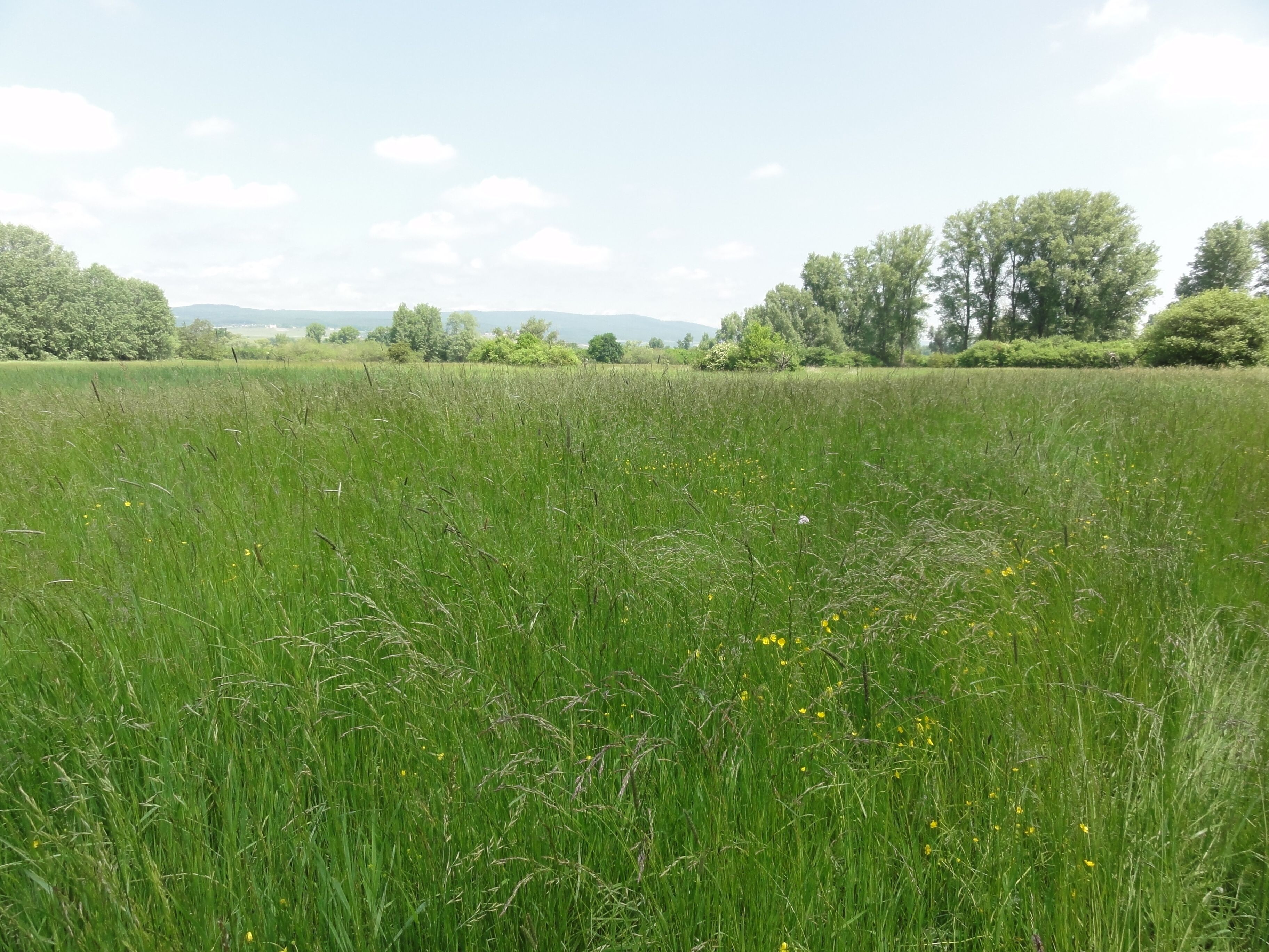 (NSG:RP-339016)_Fulder Aue–Ilmen Aue