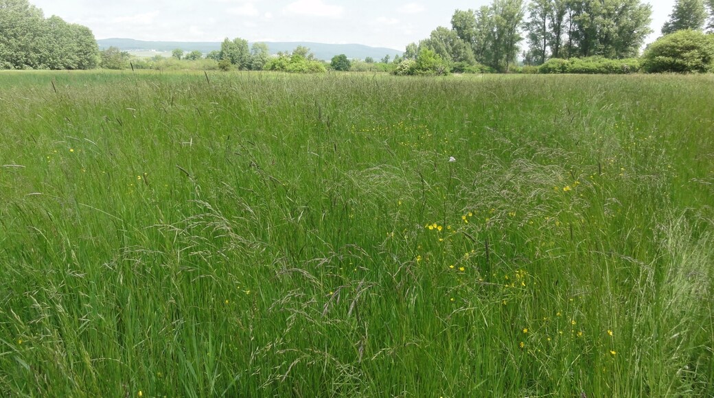 (NSG:RP-339016)_Fulder Aue–Ilmen Aue