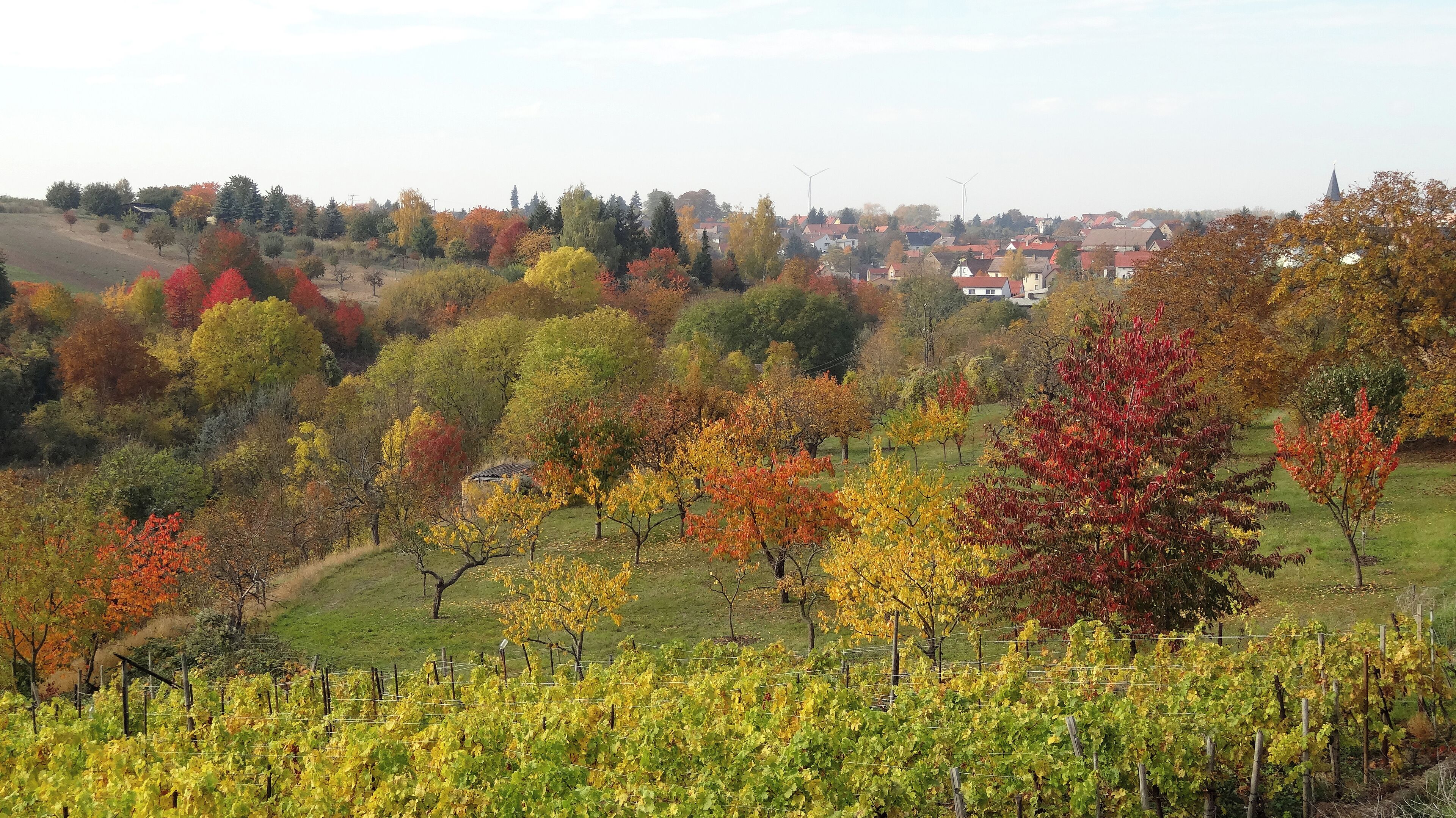 A vineyard with rows of grapevines, autumn-colored trees, and a distant town with houses and wind turbines.