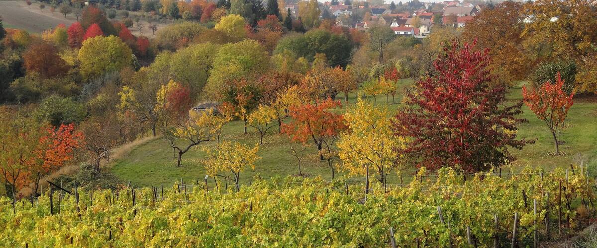 A vineyard with rows of grapevines, autumn-colored trees, and a distant town with houses and wind turbines.