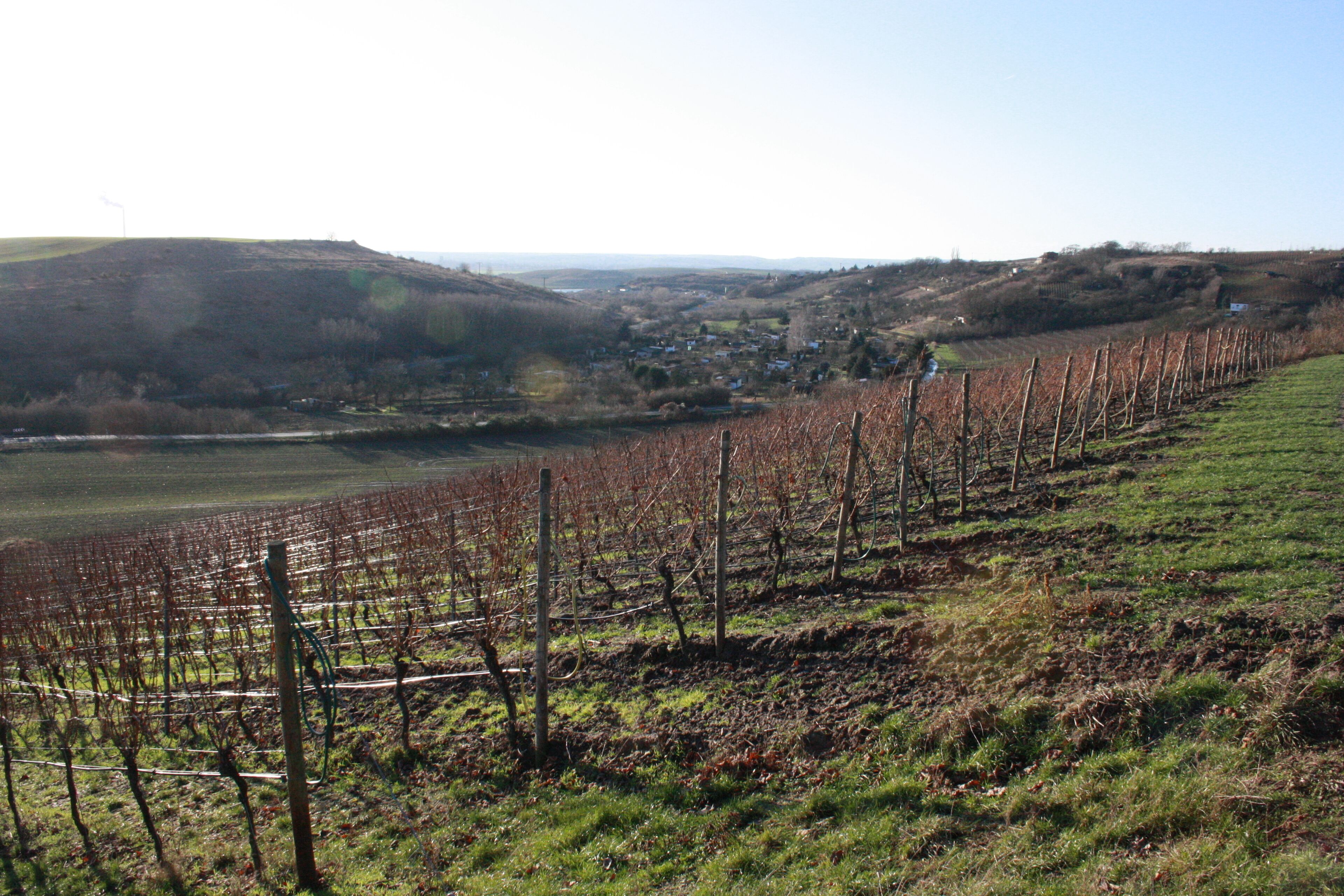 Nördlichste Weihnbaugebiet bei Höhnstedt- Blick Seeburg
