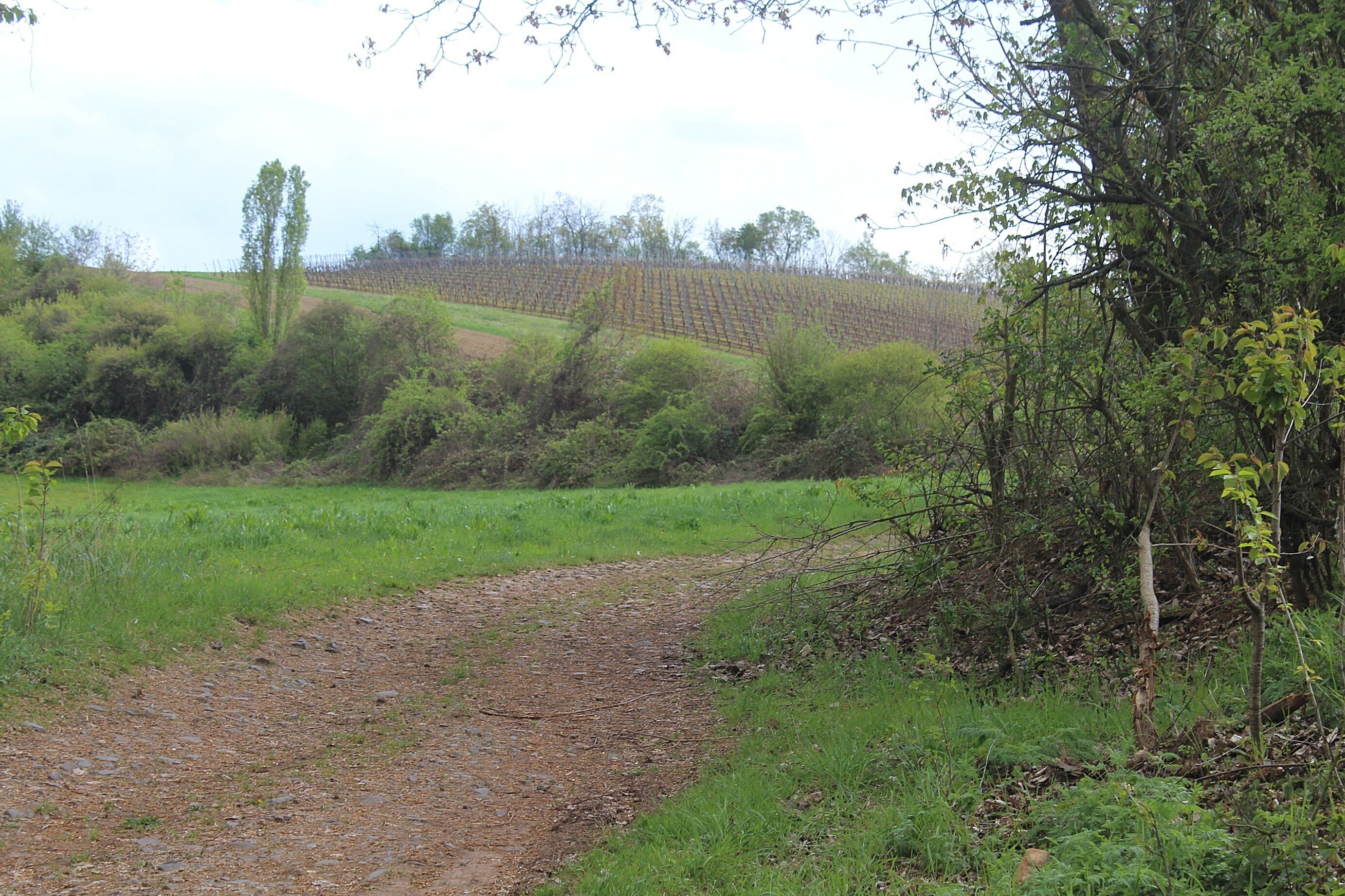 A dirt path leading through a green field with trees and a hill in the background.