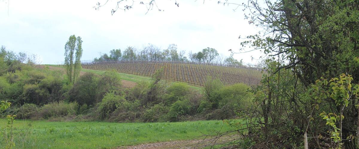 A dirt path leading through a green field with trees and a hill in the background.