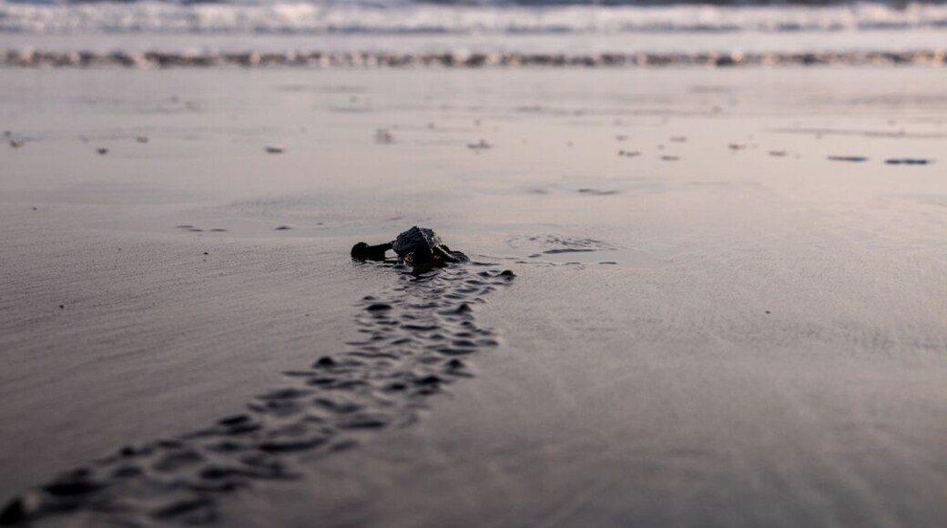 Turtle hatching in El Zonte, El Salvador.
In mid-November, you can watch just-hatched sea turtles instinctively flop their bodies through the sand into the soft waves of the sea.
It's a very powerful experience, and one I'd recommend to anyone!
#ElSalvador #Wildlife