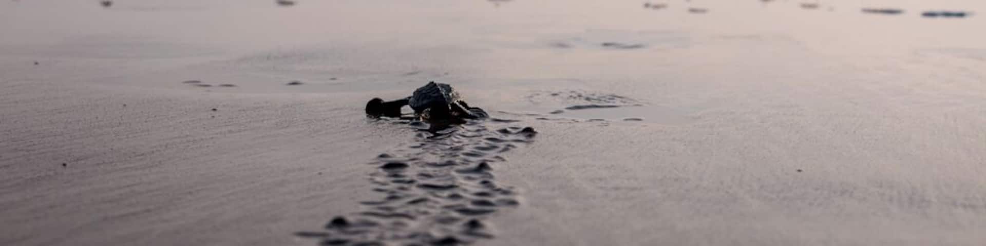 Turtle hatching in El Zonte, El Salvador.
In mid-November, you can watch just-hatched sea turtles instinctively flop their bodies through the sand into the soft waves of the sea.
It's a very powerful experience, and one I'd recommend to anyone!
#ElSalvador #Wildlife