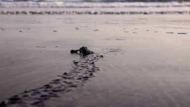 Turtle hatching in El Zonte, El Salvador.
In mid-November, you can watch just-hatched sea turtles instinctively flop their bodies through the sand into the soft waves of the sea.
It's a very powerful experience, and one I'd recommend to anyone!
#ElSalvador #Wildlife