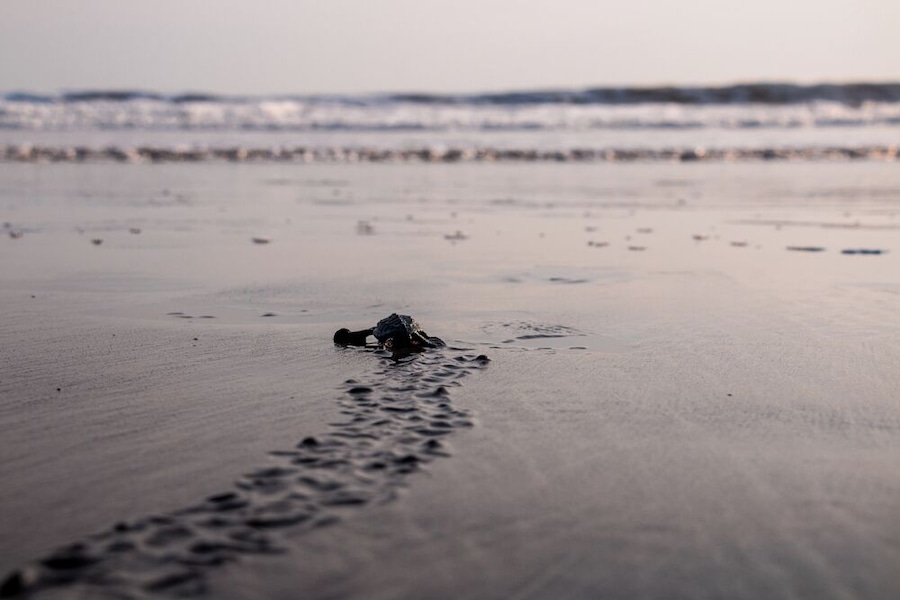 Turtle hatching in El Zonte, El Salvador.
In mid-November, you can watch just-hatched sea turtles instinctively flop their bodies through the sand into the soft waves of the sea.
It's a very powerful experience, and one I'd recommend to anyone!
#ElSalvador #Wildlife