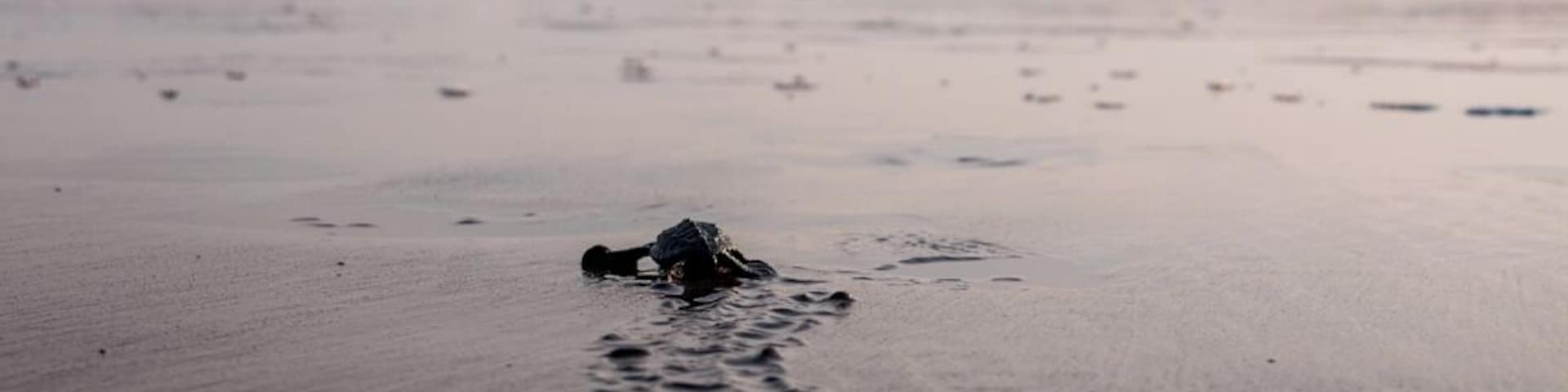 Turtle hatching in El Zonte, El Salvador.
In mid-November, you can watch just-hatched sea turtles instinctively flop their bodies through the sand into the soft waves of the sea.
It's a very powerful experience, and one I'd recommend to anyone!
#ElSalvador #Wildlife