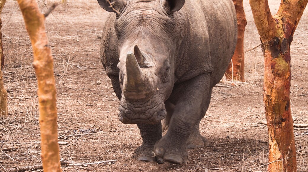 Common patas mokey in the ground