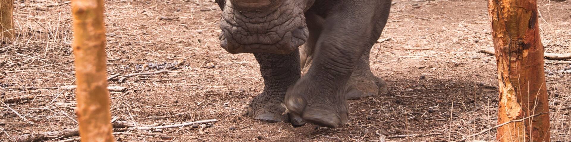 Common patas mokey in the ground