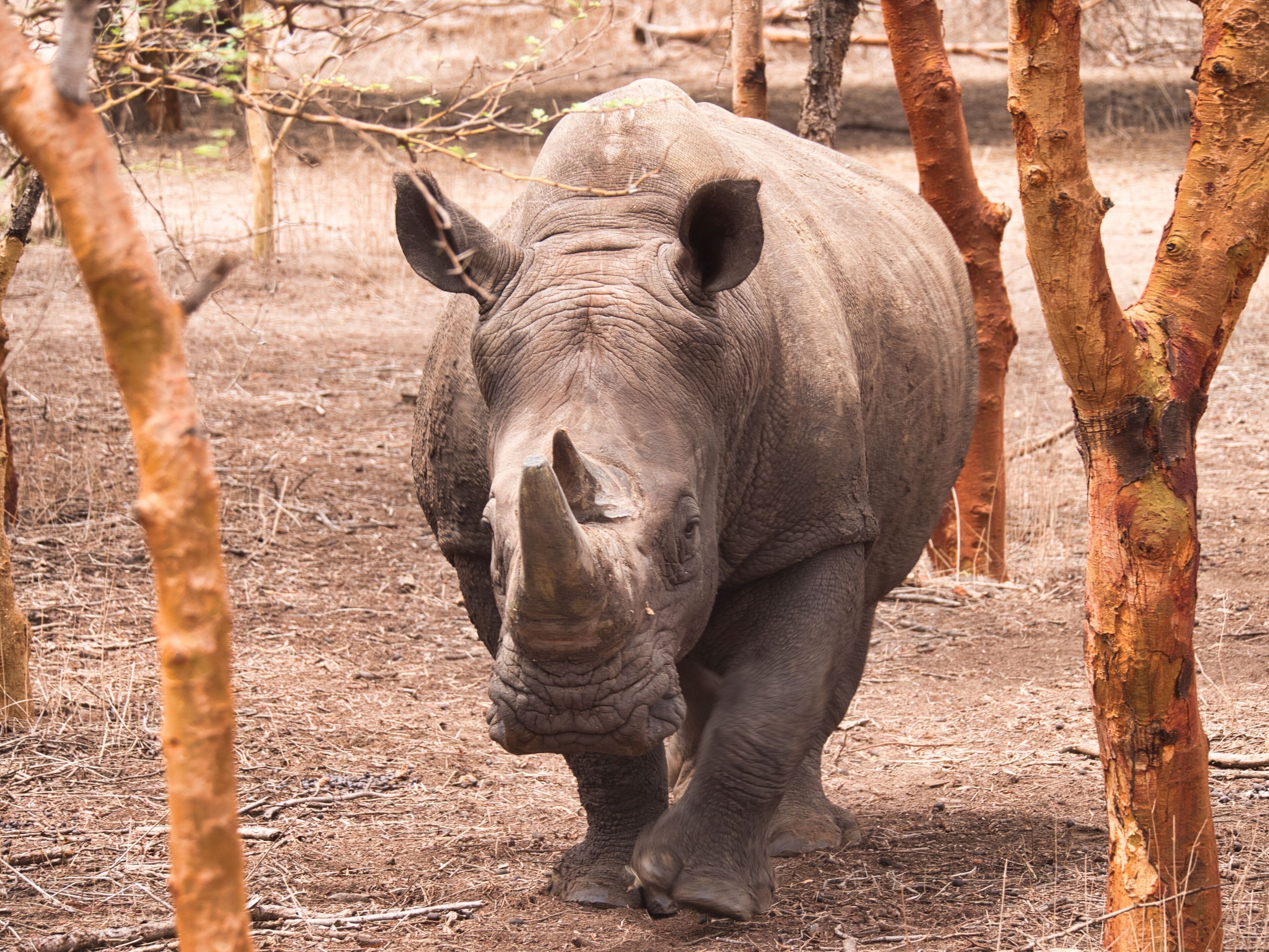 A rhinoceros in a dry, wooded area with sparse trees and dry ground.
