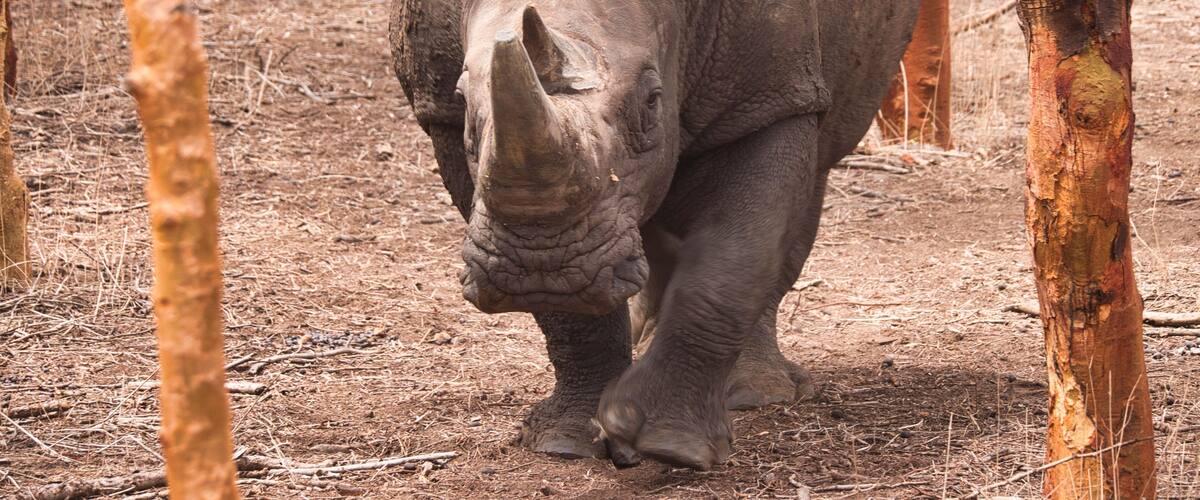 A rhinoceros in a dry, wooded area with sparse trees and dry ground.