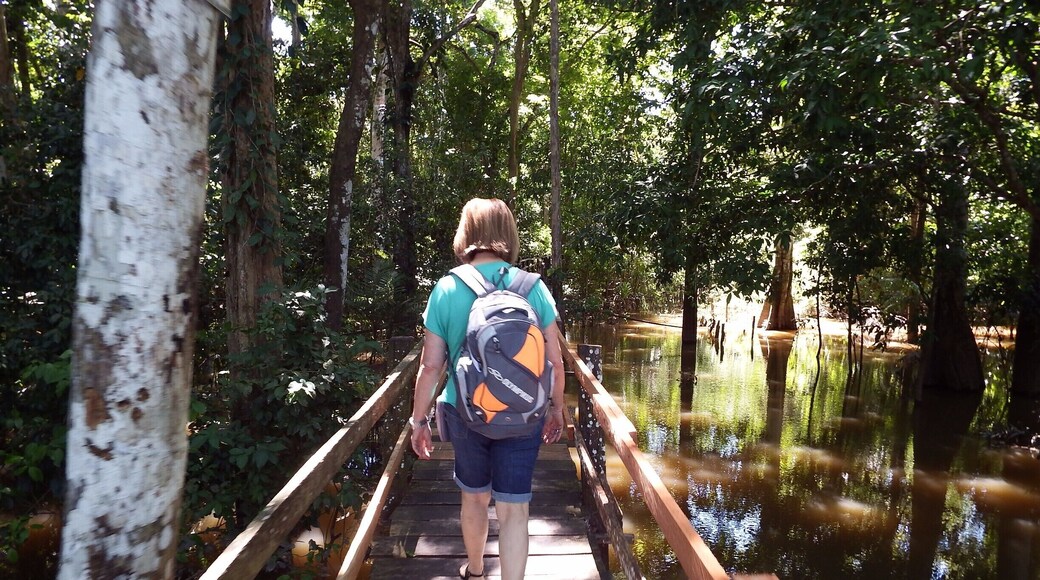 Passarela em meio à Floresta Amazônica, próxima da cidade de Manaus.
Footbridge in the middle of the Amazon Forest, near the city of Manaus.