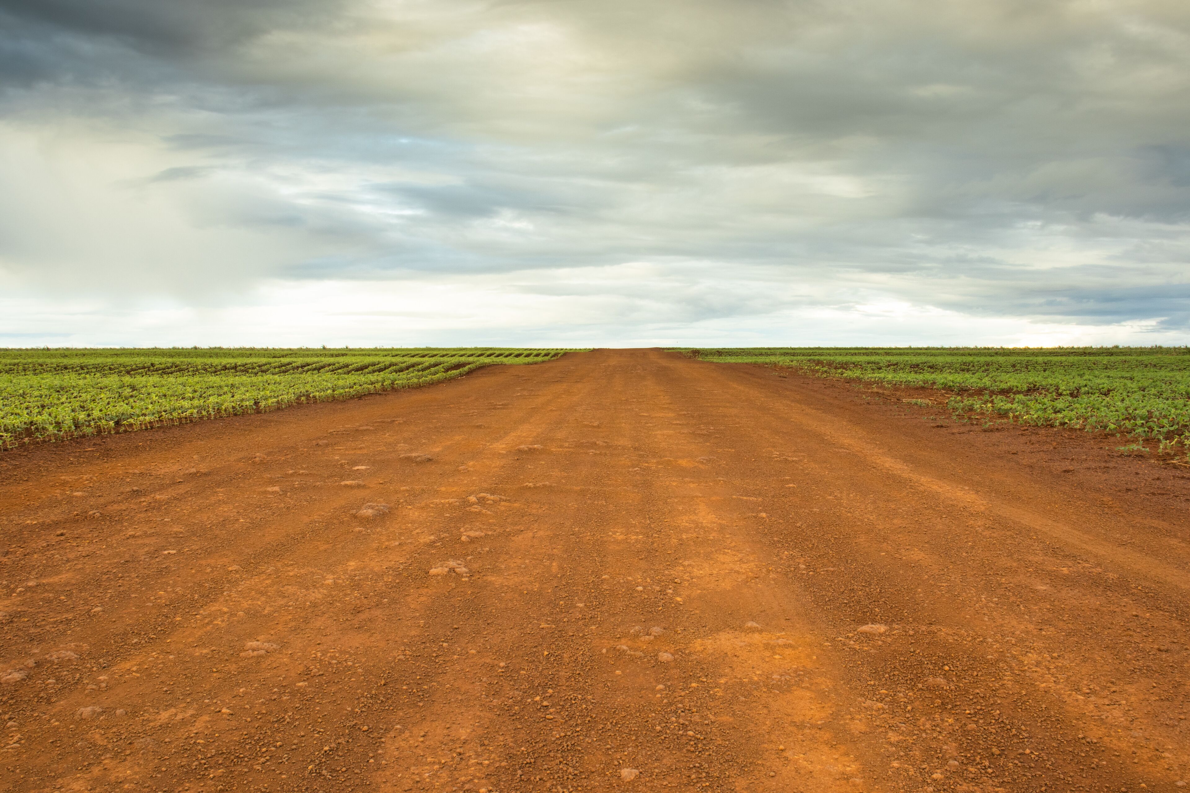 Dirt Road Passing Through Plantations under Blue Sky in Rural Goiás, Brazil