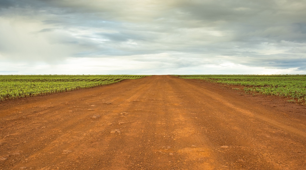 Dirt Road Passing Through Plantations under Blue Sky in Rural Goiás, Brazil