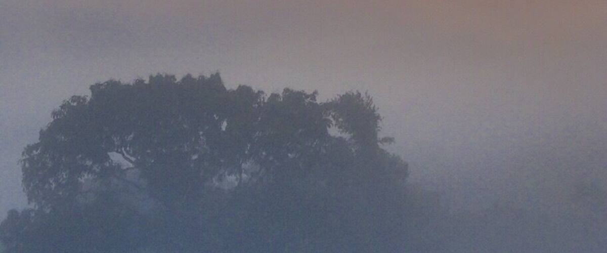 A misty forest landscape with a prominent tree silhouette in the foreground and a hazy horizon.