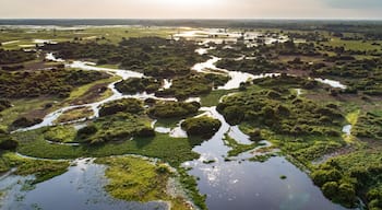 A river winding through a lush landscape with dense greenery and scattered trees.