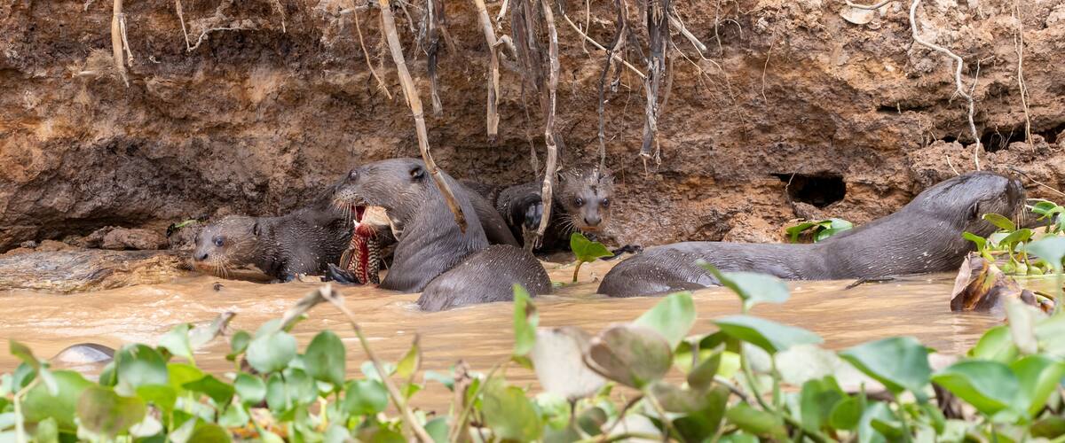 A group of otters in a muddy water habitat with vegetation in the foreground.