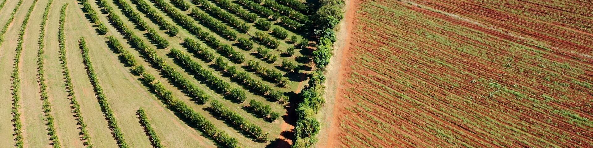 Sunset Agriculture Field In Passos Minas Gerais Brazil. Birds Eye View Of Peaceful Mountains Valley And Forest Trees. Countryside Field Rural Field. Countryside Agro Rural Panoramic Sky.