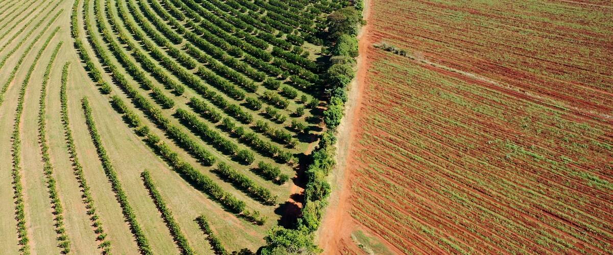 An aerial view of a large agricultural field with rows of crops and a dirt path.