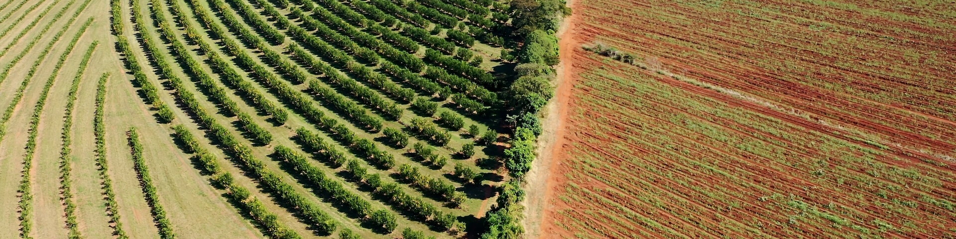An aerial view of a large agricultural field with rows of crops and a dirt path.