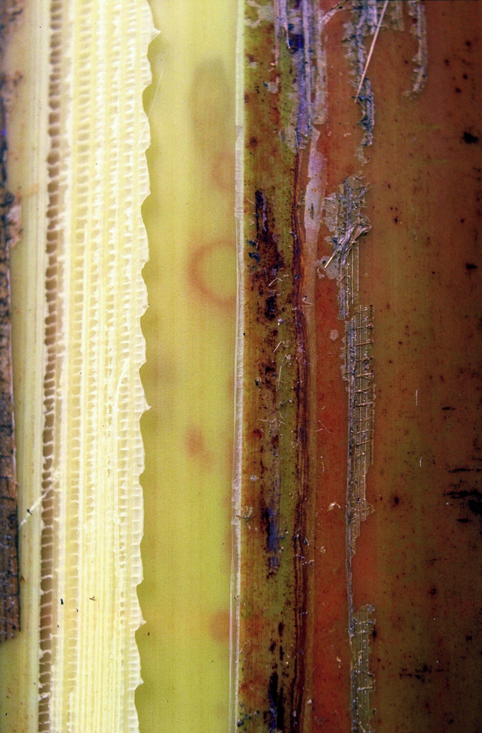 Casca de árvore
Bananeira/Banana tree

Em minhas viagens tenho fotografado exaustivamente alguns temas. No fundo, sempre na esperança de publicá-los de alguma forma. Tenho perseguido o tema "Cascas de árvores" devido à sua diversidade de texturas, de formas e de cores.

In my travels I have photographed exhaustively some themes. In the background, always hoping to publish them somehow. I have pursued the theme "Tree Barks" because of its diversity of textures, shapes and colors.

#bark #tree #arvore #casca