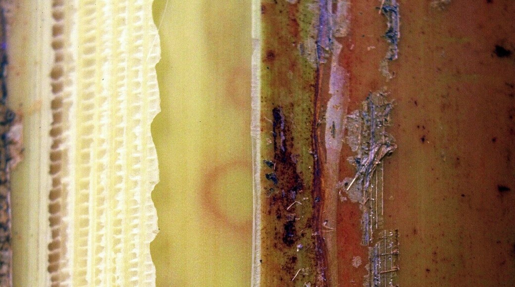 Casca de árvore
Bananeira/Banana tree
Em minhas viagens tenho fotografado exaustivamente alguns temas. No fundo, sempre na esperança de publicá-los de alguma forma. Tenho perseguido o tema "Cascas de árvores" devido à sua diversidade de texturas, de formas e de cores.
In my travels I have photographed exhaustively some themes. In the background, always hoping to publish them somehow. I have pursued the theme "Tree Barks" because of its diversity of textures, shapes and colors.
#bark #tree #arvore #casca