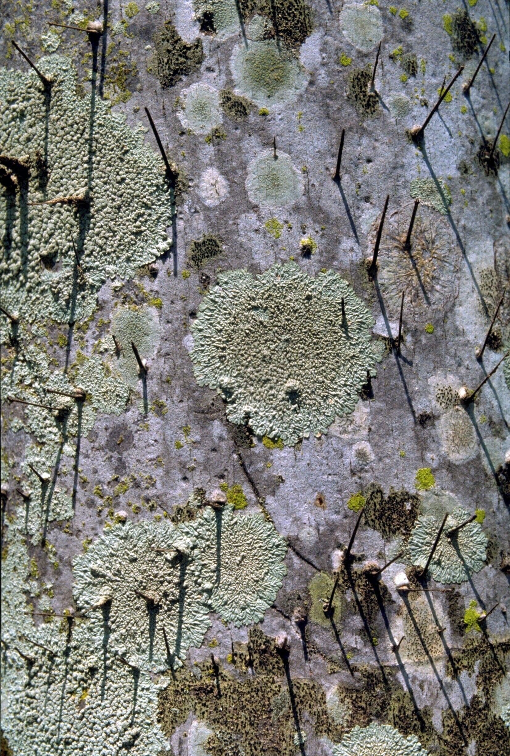 #bark #tree #arvore #casca
Bark detail of Pupunheira tree

The trees of my journeys - VI
Poem by Pedro Veludo
Translation by Jorge Veludo

The thorns which
protect you, do not let me
touch you. I look at you and feel
the prickly armour with
which I adorn myself and that
"protects" me, isolating me
from my surroundings.
Again I look at you and
ask myself: Why?

Detalhe de casca de Pupunheira

As árvores do meu caminho - VI
Poema de Pedro Veludo

Os espinhos que te
protegem não me deixam
tocar-te. Olho-te e sinto as
couraças espinhosas de que
me revisto e que me
"protegem", afastando-me
de tudo o que me rodeia.
Olho-te de novo e
pergunto-me por quê.