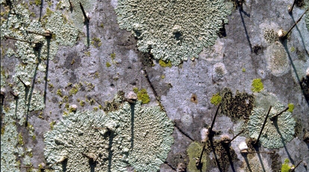 #bark #tree #arvore #casca
Bark detail of Pupunheira tree
The trees of my journeys - VI
Poem by Pedro Veludo
Translation by Jorge Veludo
The thorns which
protect you, do not let me
touch you. I look at you and feel
the prickly armour with
which I adorn myself and that
"protects" me, isolating me
from my surroundings.
Again I look at you and
ask myself: Why?
Detalhe de casca de Pupunheira
As árvores do meu caminho - VI
Poema de Pedro Veludo
Os espinhos que te
protegem não me deixam
tocar-te. Olho-te e sinto as
couraças espinhosas de que
me revisto e que me
"protegem", afastando-me
de tudo o que me rodeia.
Olho-te de novo e
pergunto-me por quê.