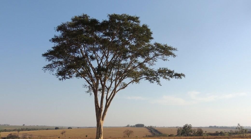 聖安東尼奧杜阿拉坎瓜