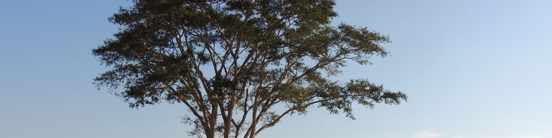 Tree in the field - Sunset - Araçatuba - Brazil