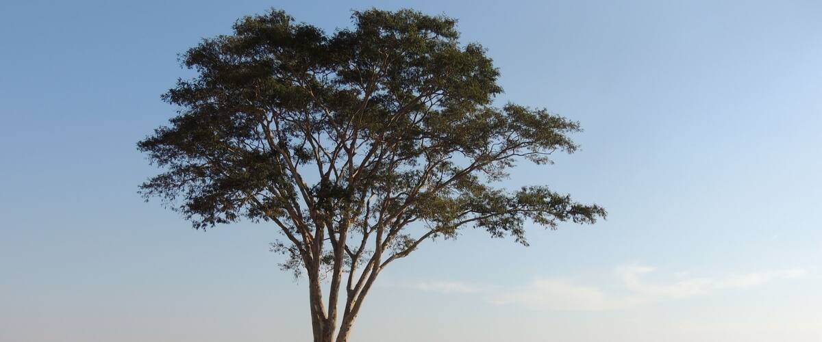 A single tree in a dry, open field with a clear sky.
