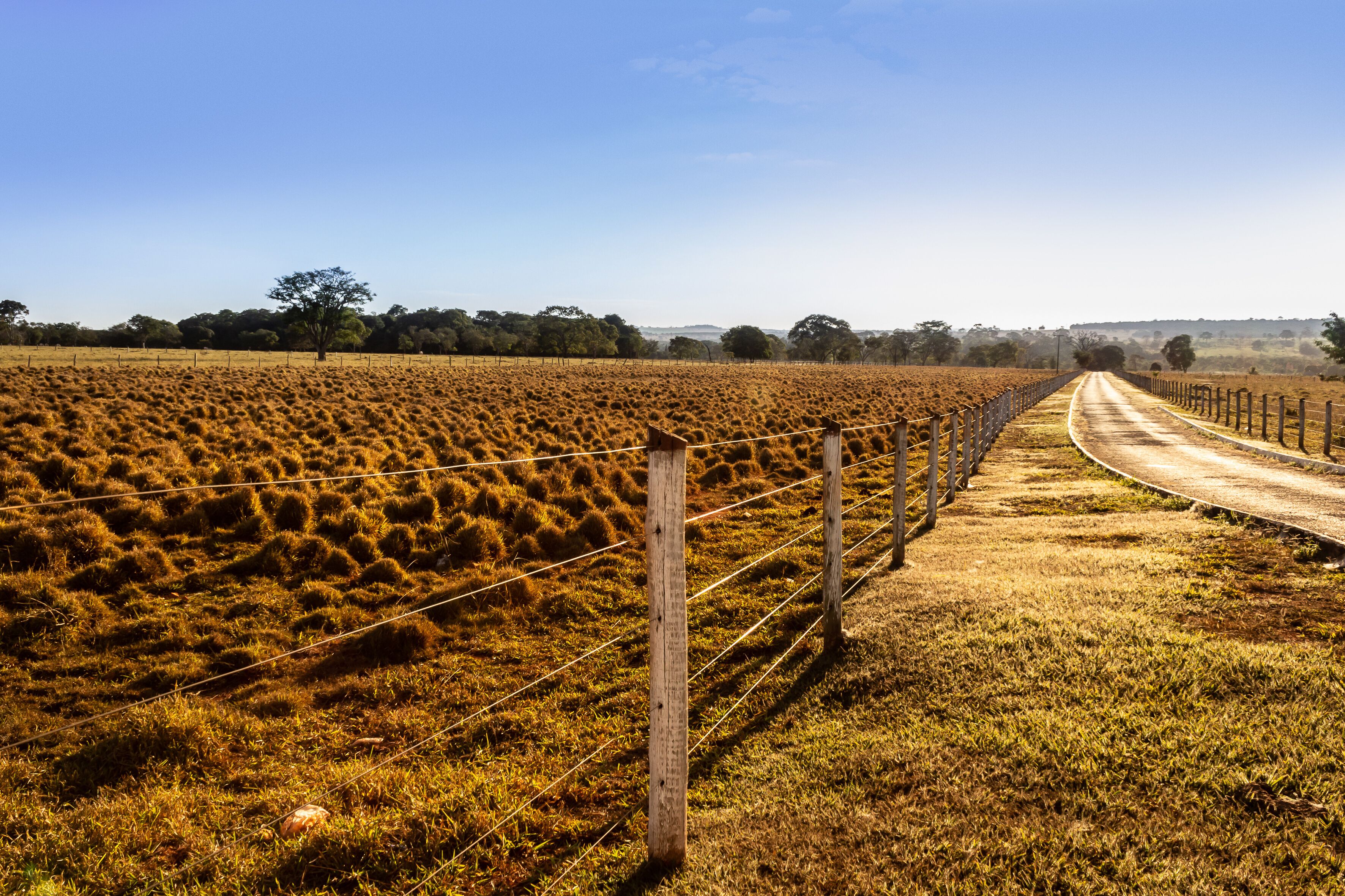 A rural landscape with a dirt road, a fence, and a field of golden crops under a clear blue sky.