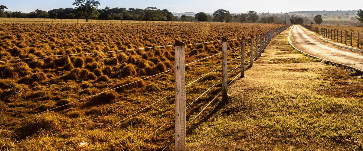 A rural landscape with a dirt road, a fence, and a field of golden crops under a clear blue sky.
