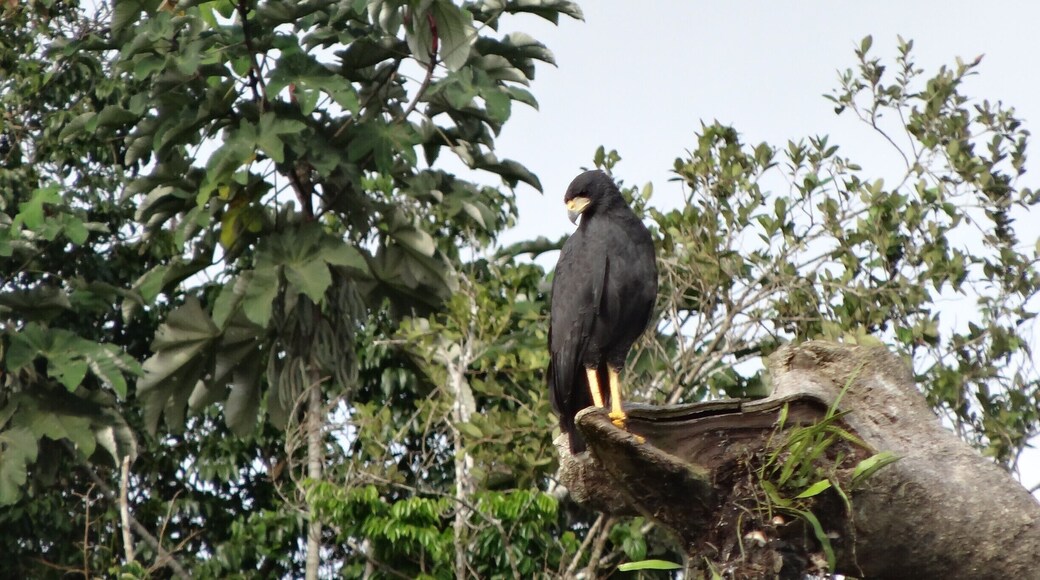 The reserve get flooded with up to 15 m of rain water for a large part of the year and is home for many tree dwelling animals and birds. Take the boat tours offered by the Uakari lodge at the heart of the reserve to admire the raw majesty of nature. #LifeAtExpedia