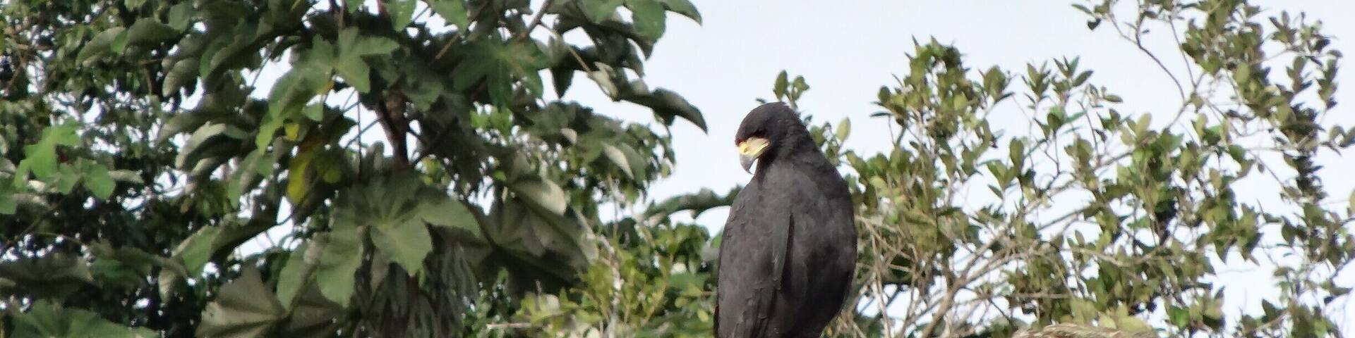 The reserve get flooded with up to 15 m of rain water for a large part of the year and is home for many tree dwelling animals and birds. Take the boat tours offered by the Uakari lodge at the heart of the reserve to admire the raw majesty of nature. #LifeAtExpedia