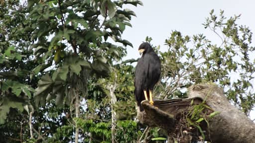 The reserve get flooded with up to 15 m of rain water for a large part of the year and is home for many tree dwelling animals and birds. Take the boat tours offered by the Uakari lodge at the heart of the reserve to admire the raw majesty of nature. #LifeAtExpedia