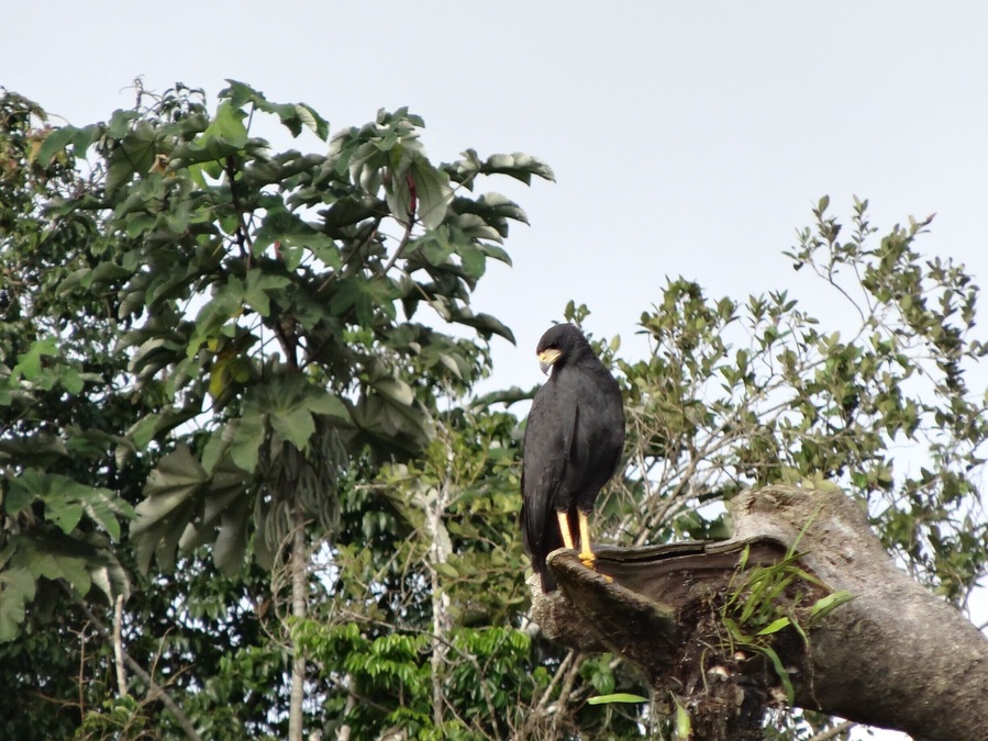 The reserve get flooded with up to 15 m of rain water for a large part of the year and is home for many tree dwelling animals and birds. Take the boat tours offered by the Uakari lodge at the heart of the reserve to admire the raw majesty of nature. #LifeAtExpedia