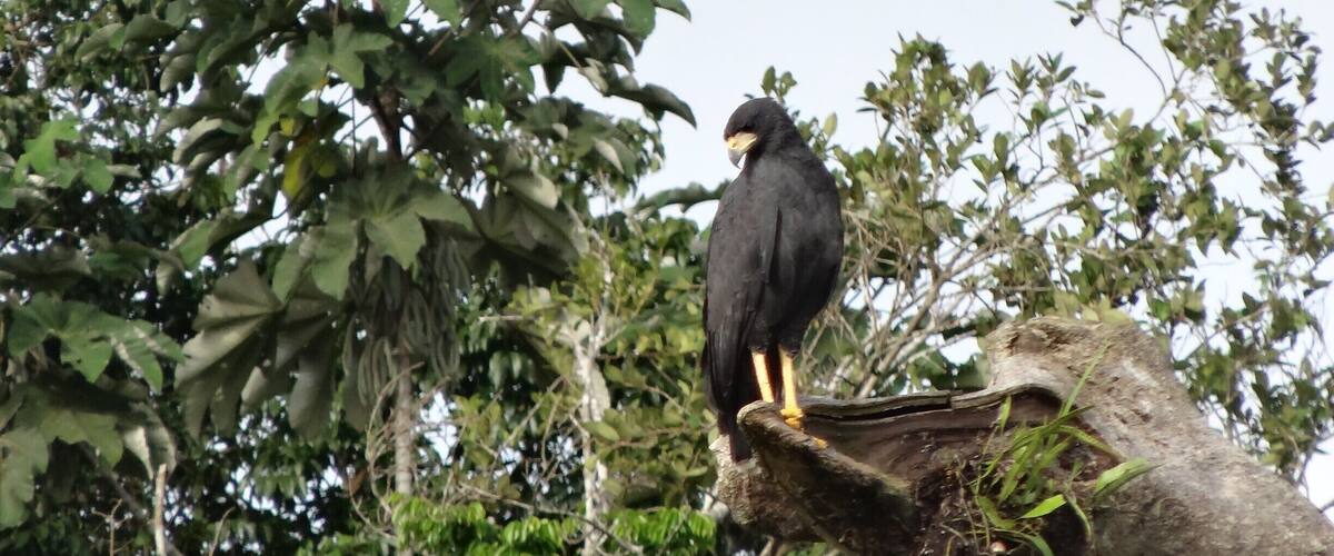 A black bird perched on a tree branch.