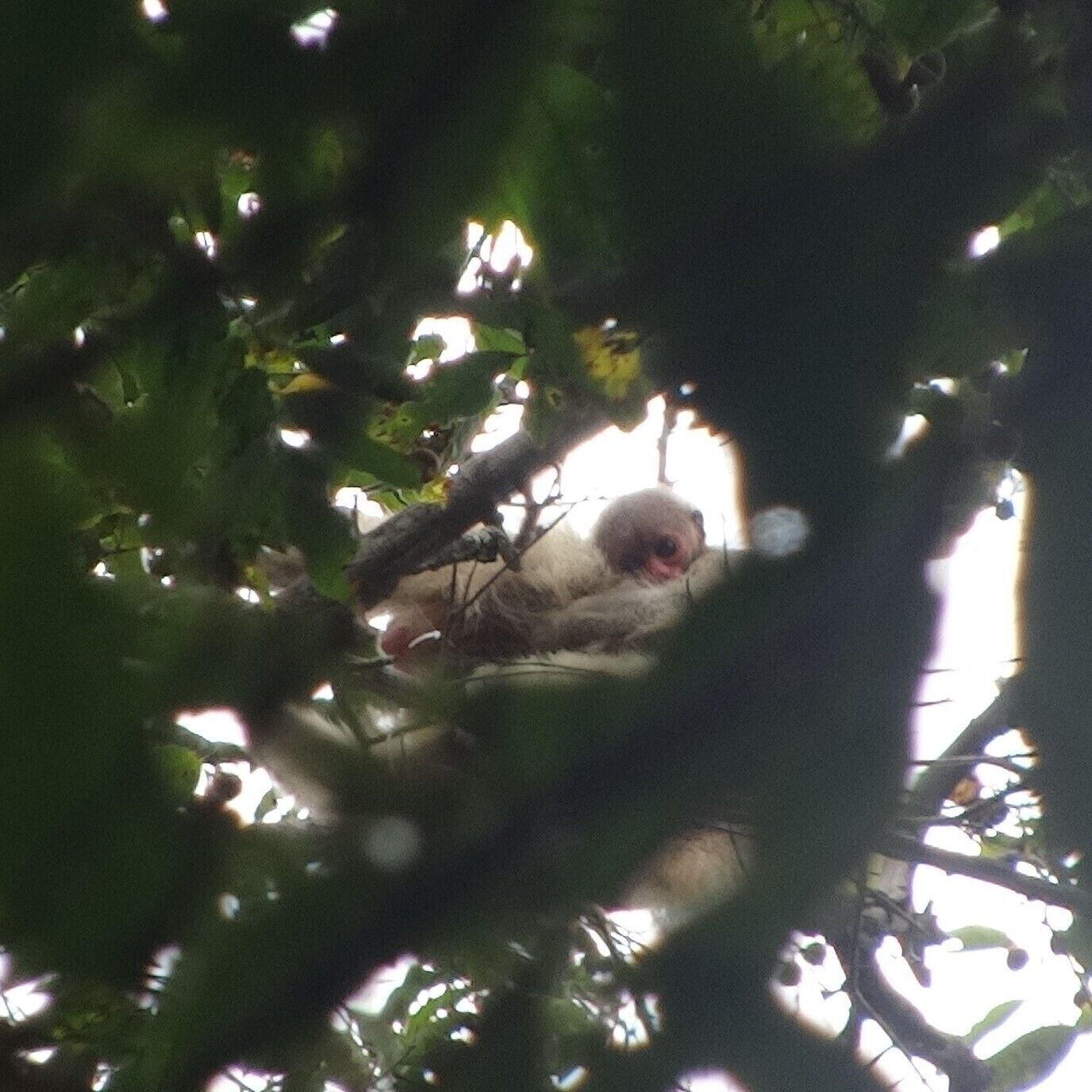 A bird in a nest among tree branches.