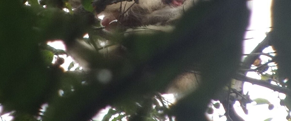 A bird in a nest among tree branches.