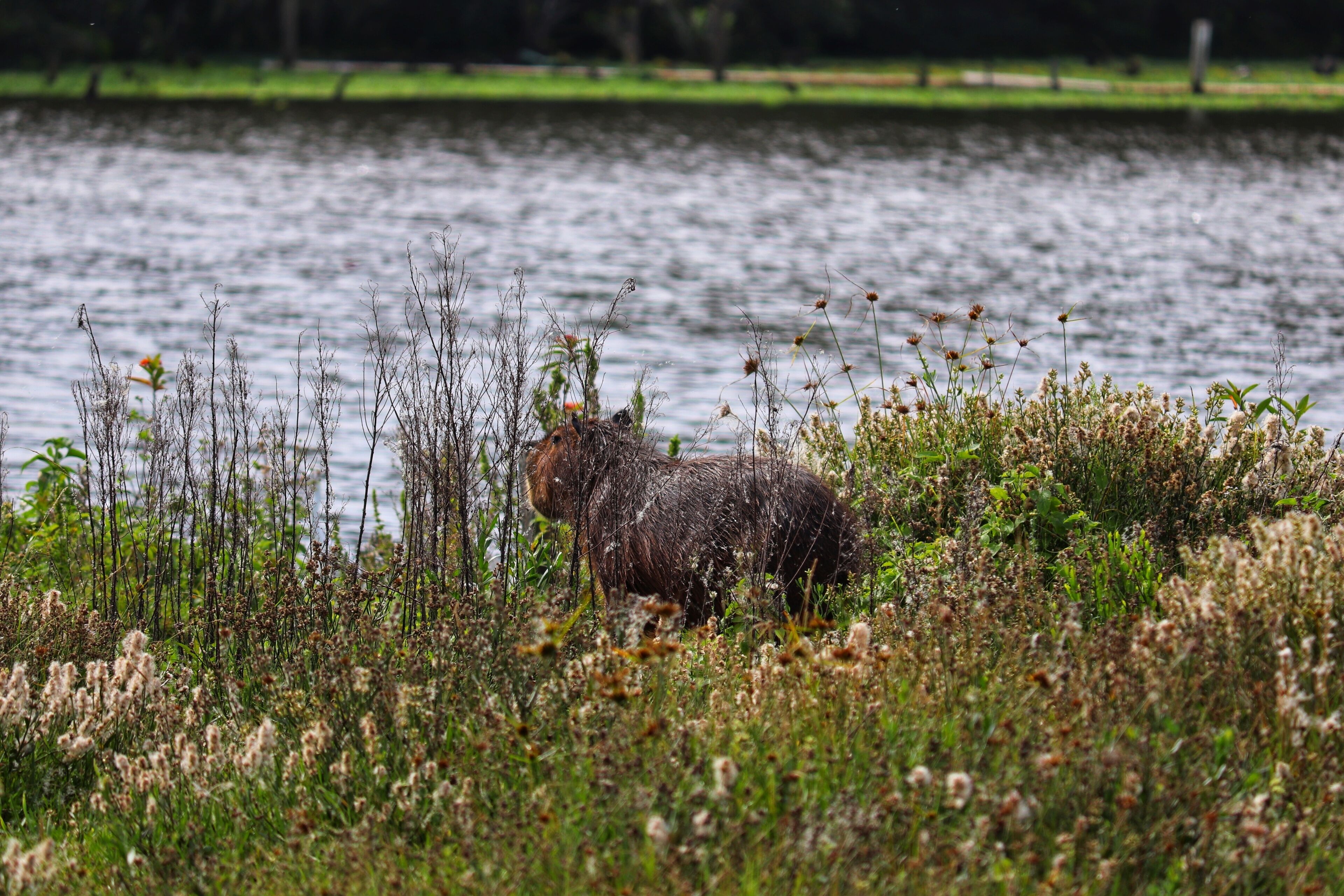 A moose in a natural setting with a lake in the background.
