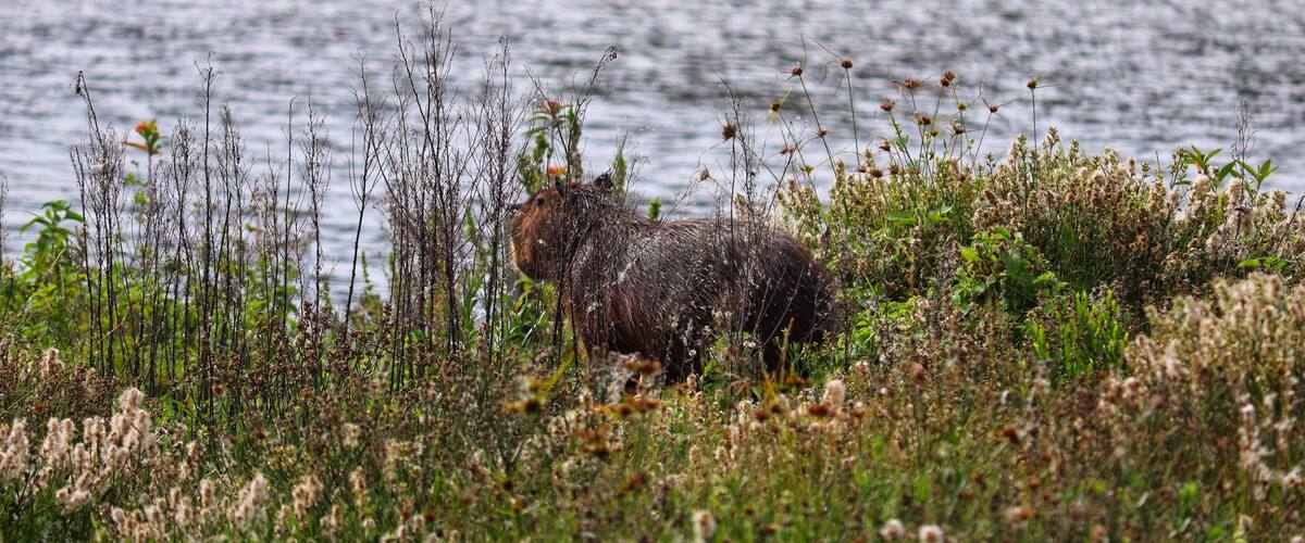 A moose in a natural setting with a lake in the background.
