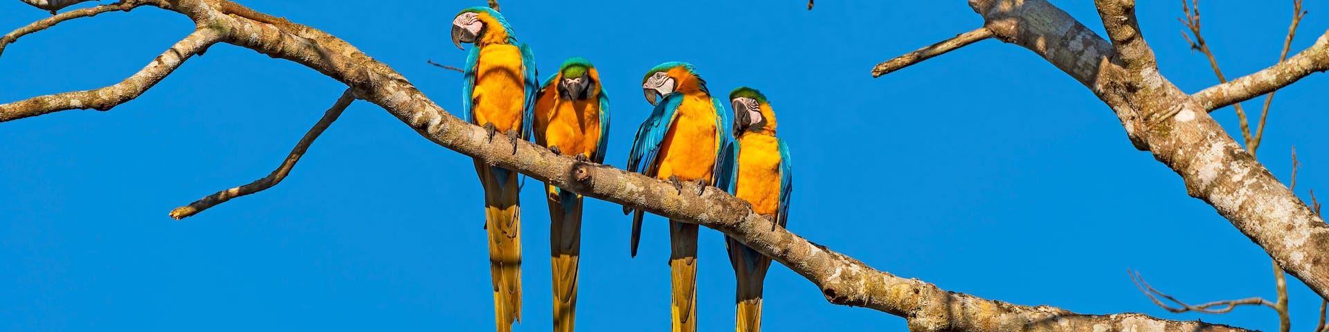 Blue and Yellow Macaws Hanging out in a Tree