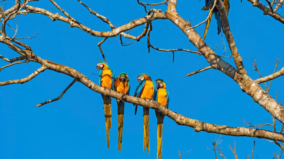 Four colorful parrots perched on a branch against a clear blue sky.