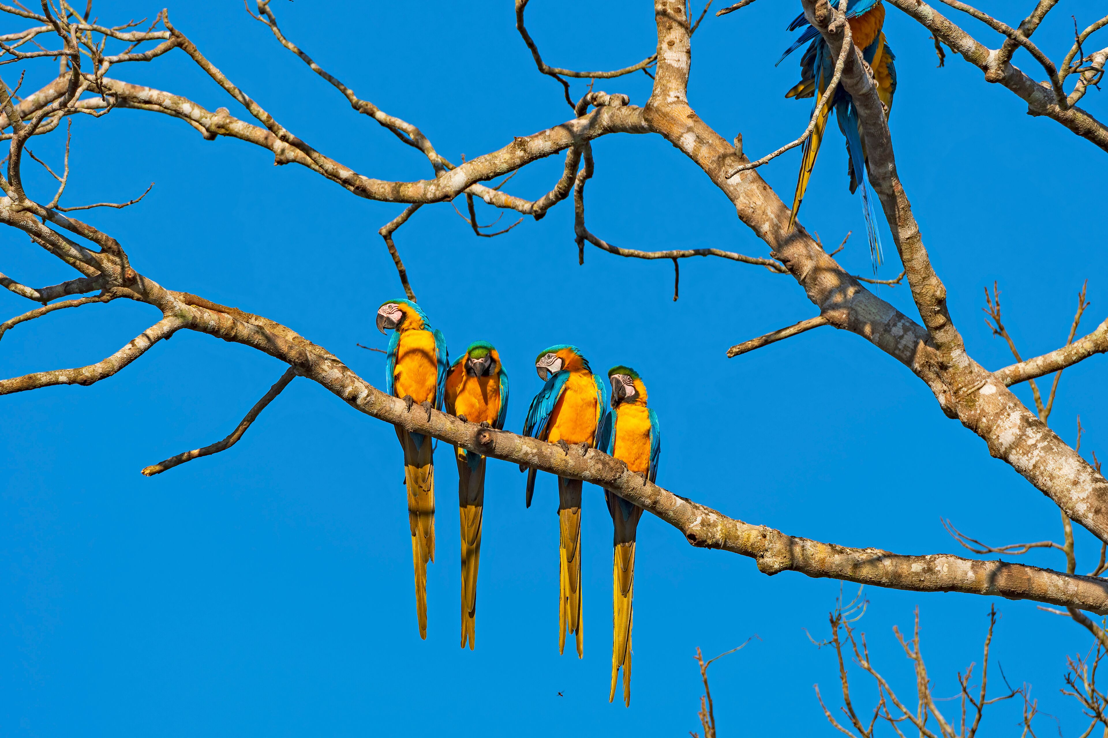 Four colorful parrots perched on a branch against a clear blue sky.